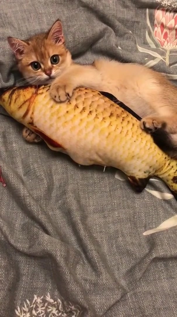 这只猫咪最近火了,这么大个的鱼你吃得了吗,抱得这么紧!