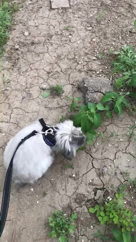 最近比较流行溜兔子