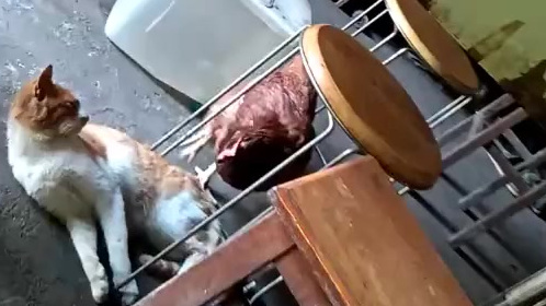 我们家橘猫的毛,就是被这只不知死活的大公鸡给啄没的吗? #萌宠日记#