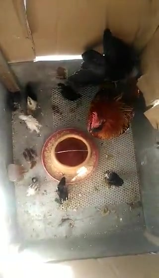 公鸡带仔其乐融融~