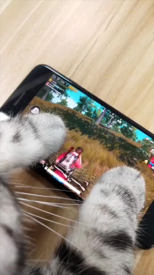 这应该是最会带妹吃鸡的猫吧