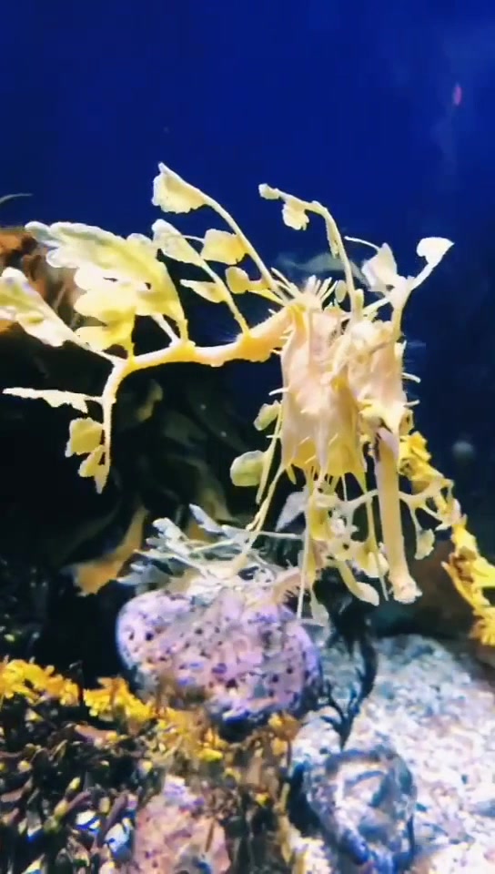 #听说你想红#Leafy Dragon叶形海龙,辐鳍鱼纲棘背鱼目海龙科的其中之一