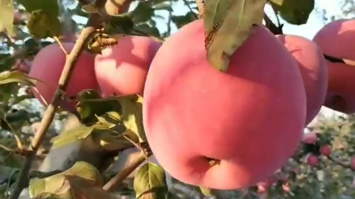 这样的苹果,你愿意出几块钱一斤?