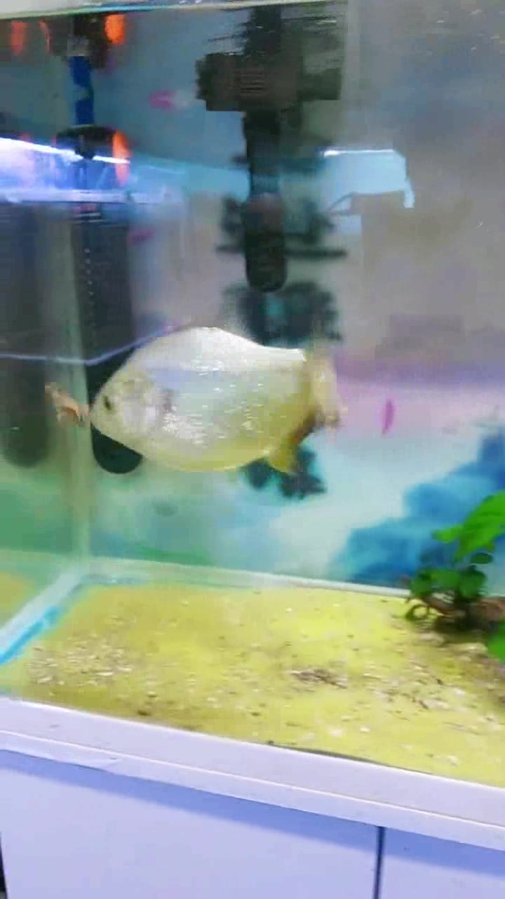 对于食人鱼来说,蚂蟥就是一道美食!