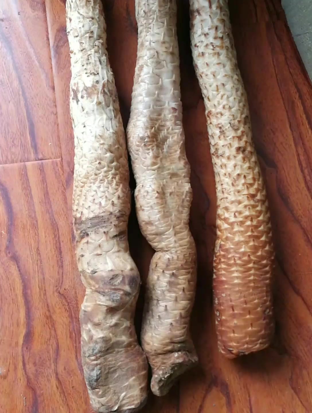锁阳 肉苁蓉 油苁蓉 你知道这些宝贝的作用吗?