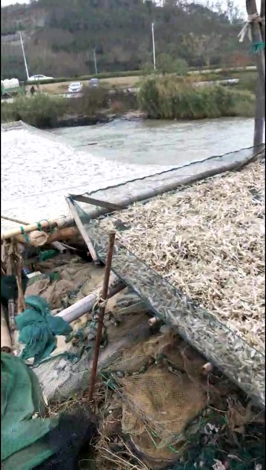 太湖里捕获的小刀鱼(又称梅鲚鱼)