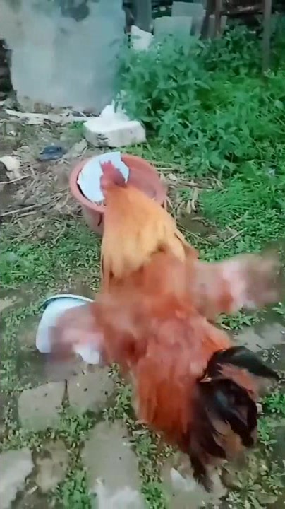 最近这只公鸡火了,走路的姿势真是没谁了,网友:还能正常点吗?