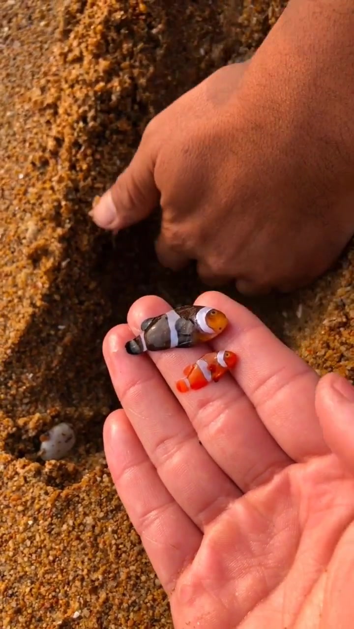 妹子海边发现两只可爱的小鱼,没想到已经死了,真可惜!