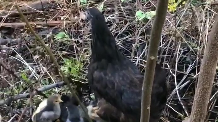 可爱的小鸡仔。