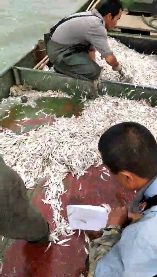 太湖梅鲚鱼,太多了