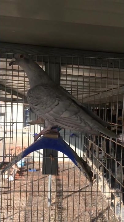 极少见的羽色,银鱼鳞老铁们欣赏!