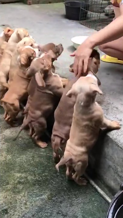 恶霸犬的肌肉真的是天生的,看到眼前的一幕,不得不相信这个事实