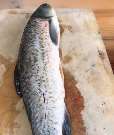 家里来客人可以考虑这道菜哦,富贵椒麻鱼,味道真的超级好