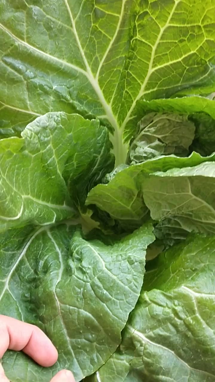 东北的菜包饭是这样做出来的,这才是正宗口味