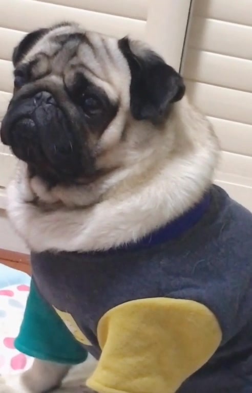 主人给小巴哥放狗肉汤的做法,它还一副很认真听的样子