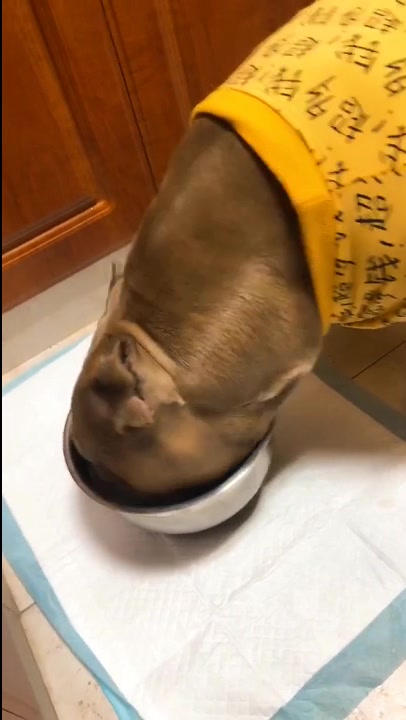 恶霸犬为何浑身肌肉?除了锻炼,还有这“猪”一样的进食!
