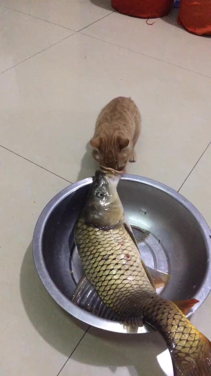 这是我家的猫和鱼,它俩在家都这么玩,网友:死亡之吻