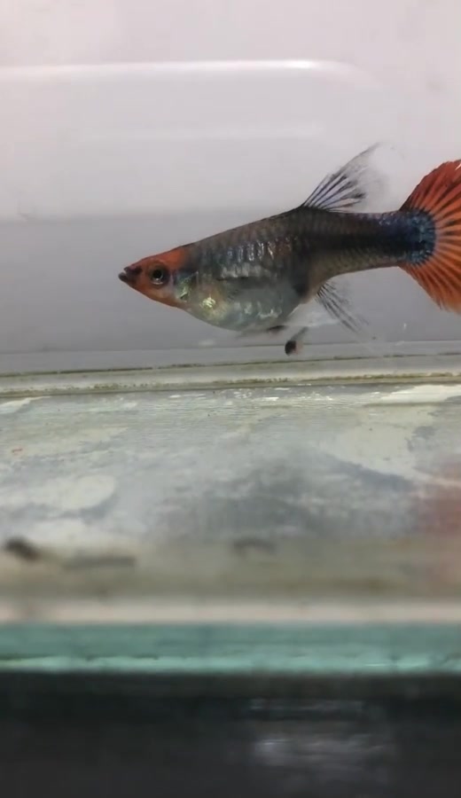 鱼不是卵生的吗?你见过这种胎生的鱼吗?小鱼生下来直接游走