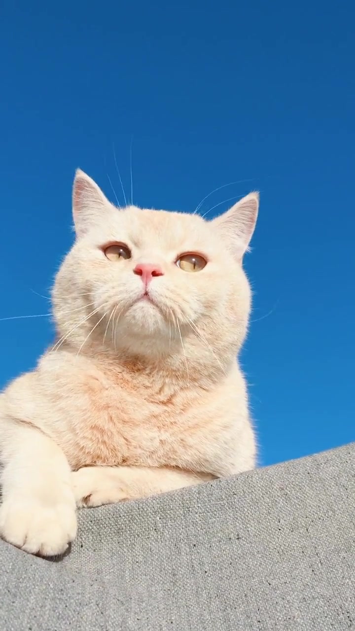 这么漂亮的猫咪,遇到这么会拍照的主人,随手一截便是壁纸