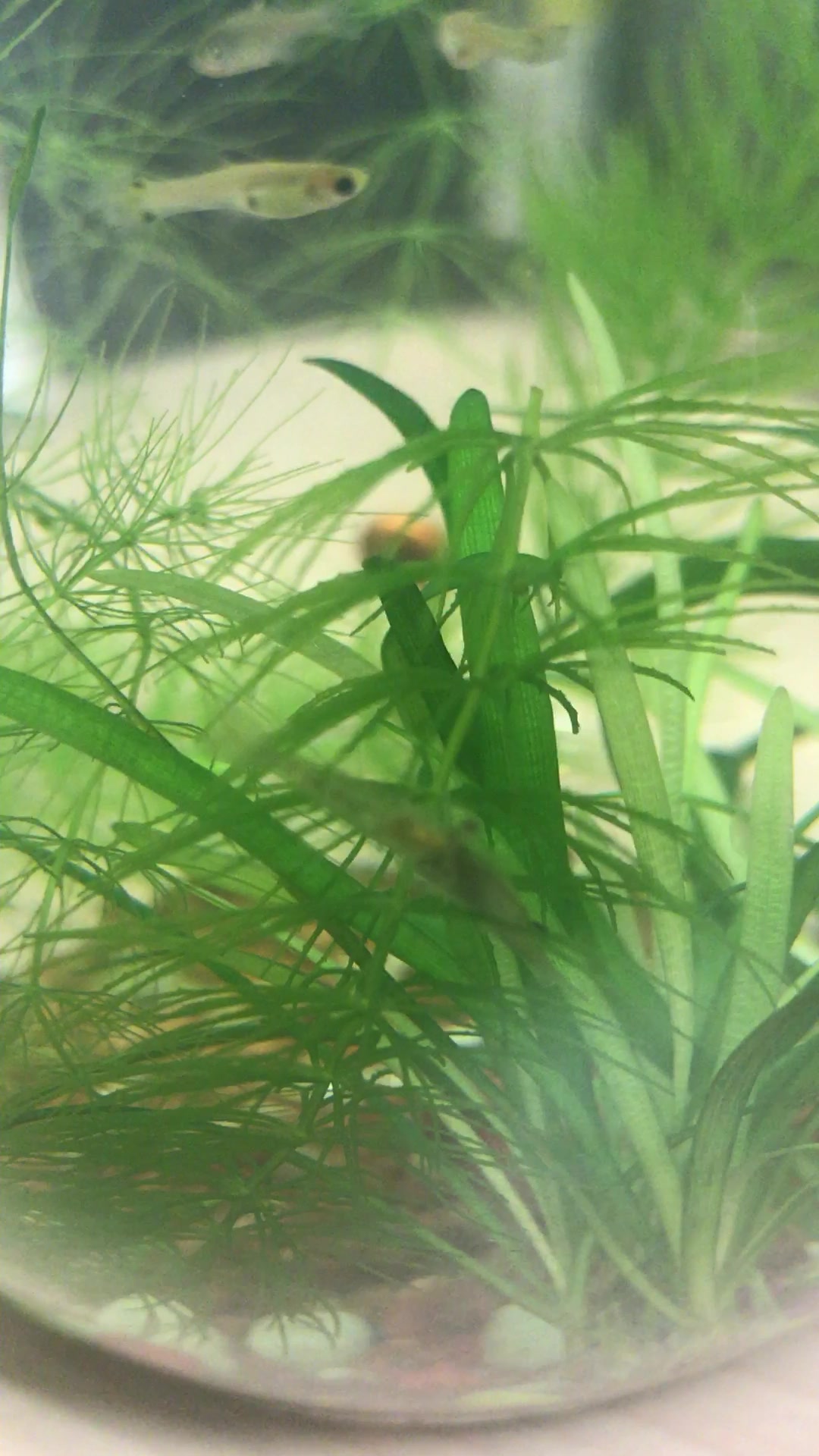 一只河虾在吃一只鳑鲏鱼