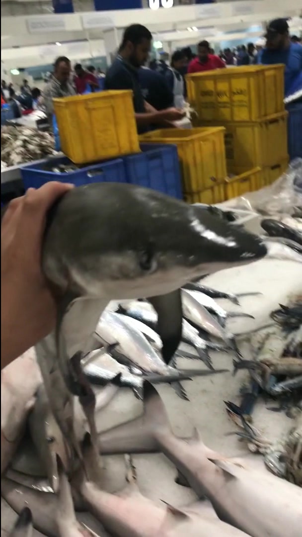 迪拜的海鲜市场,你见过这么小的鲨鱼吗?也不知道好不好吃