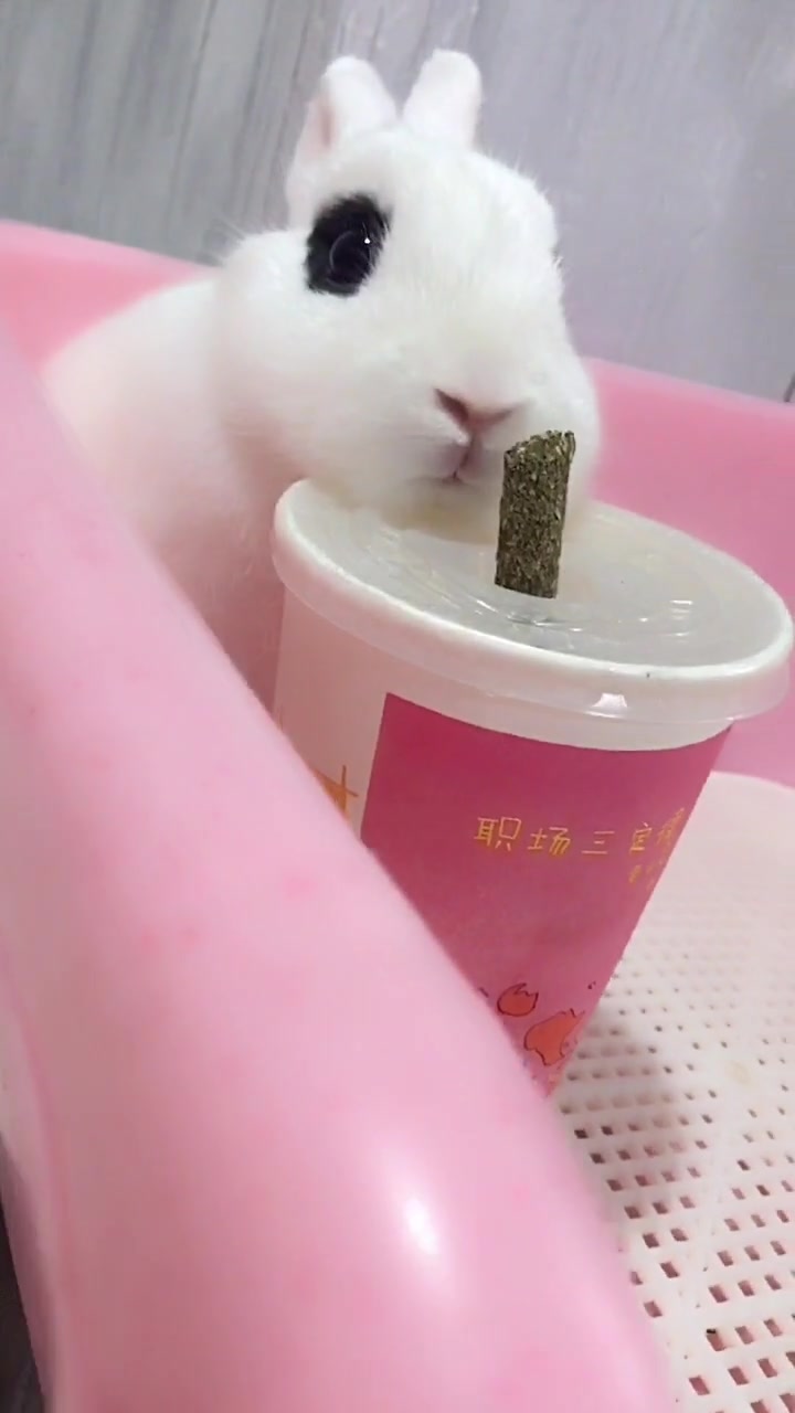 兔兔也会“喝奶茶”?难道这只兔子是玉兔下凡了?