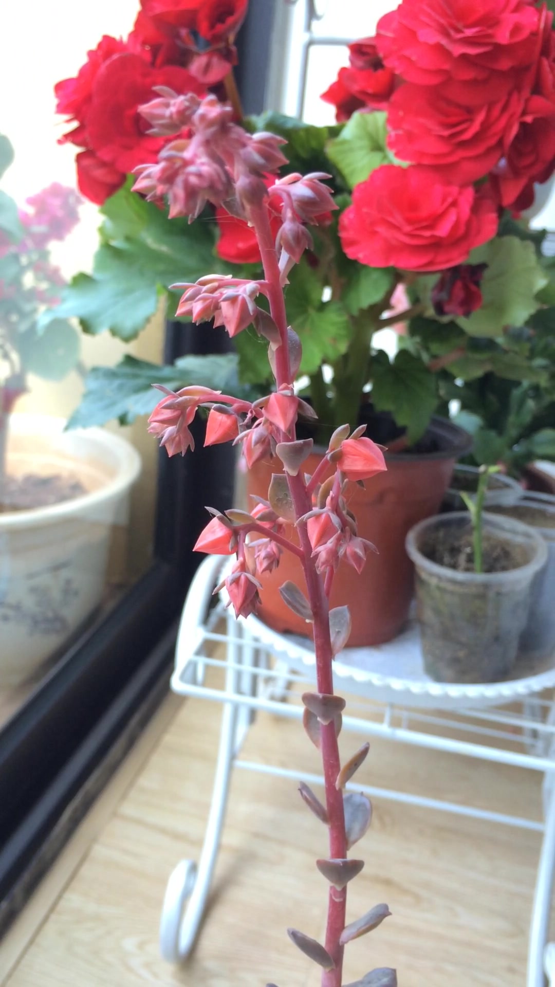 多肉植物花箭扦插把握好时间点,成活就是多头老桩!