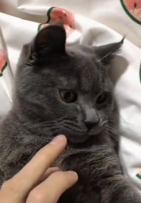 可爱猫咪咬主人的手指,主人想了个办法,猫咪再也不咬了