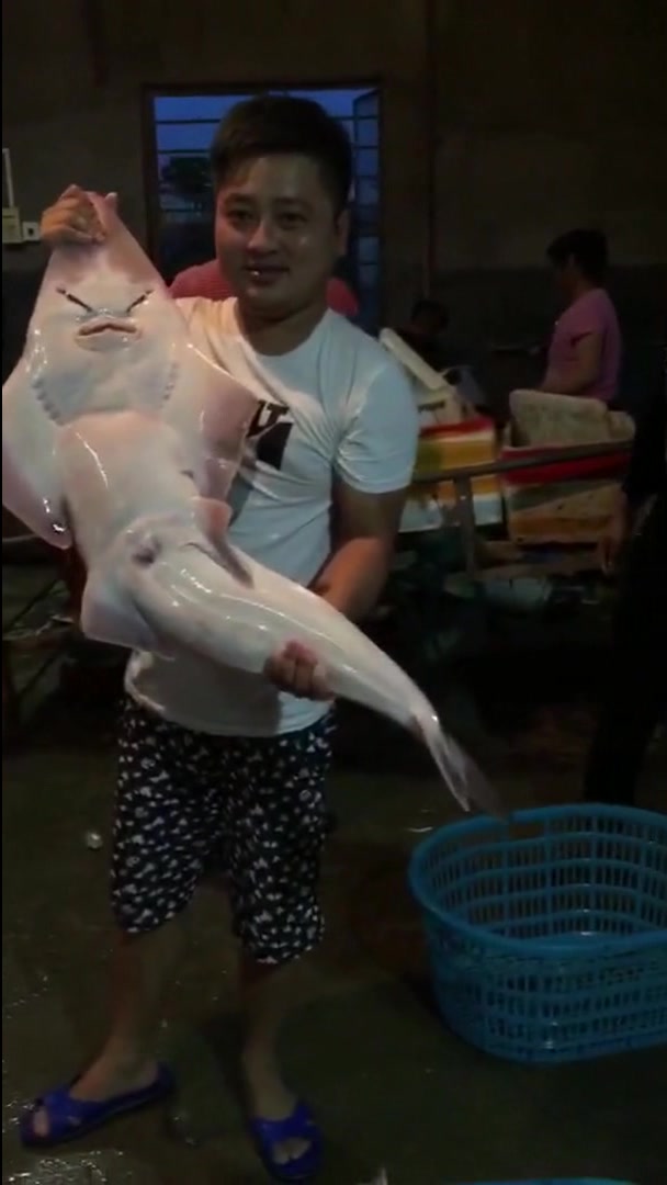 第一次见到长成这样的魔鬼鱼,这是和美人鱼杂交的吗?