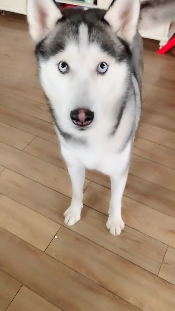Lucky饿极了要拆家,你是不是想变成一锅美味的狗肉汤!