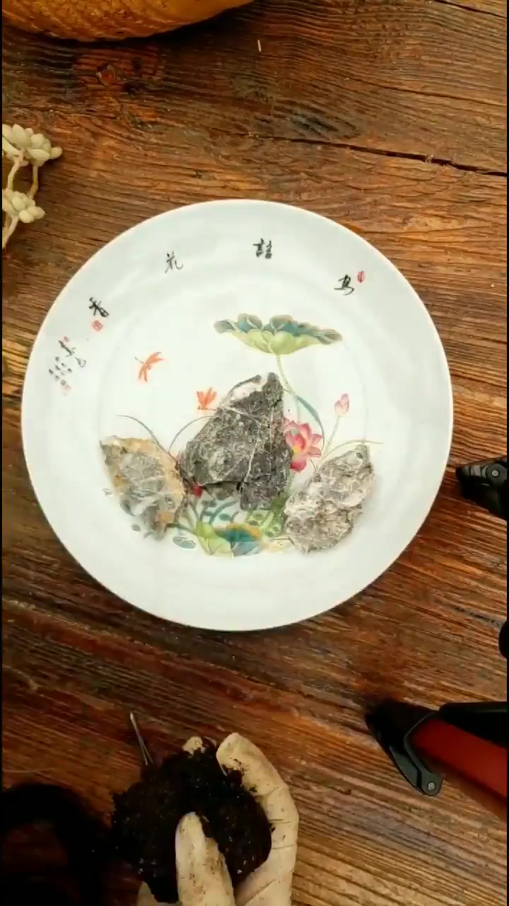 多肉拼盘“小荷塘”,简直太有创意了,一个盘子,成就一件艺术品