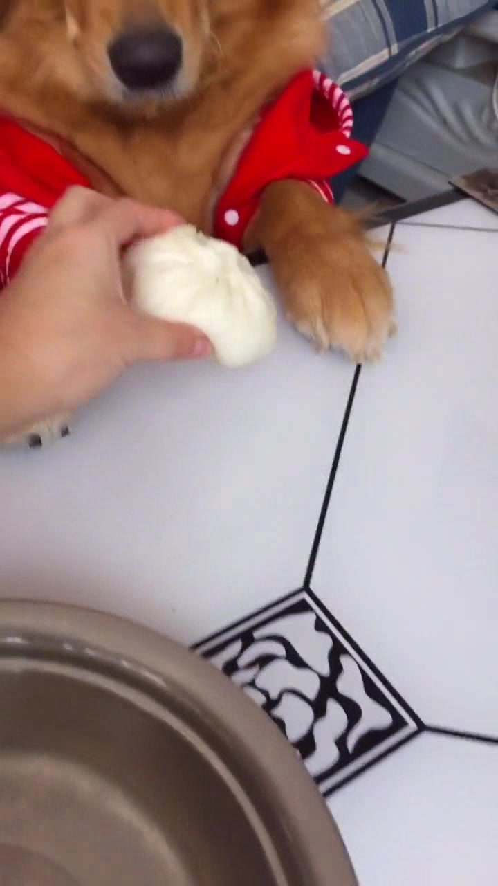 一个包子一个馒头该怎么分,狗狗的表情亮了!
