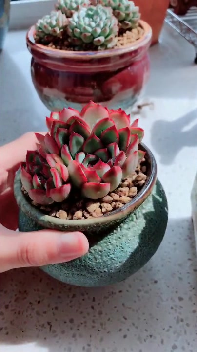 多肉植物,有些朋友分不清花月夜和月光女神,今天教大家如何辨别