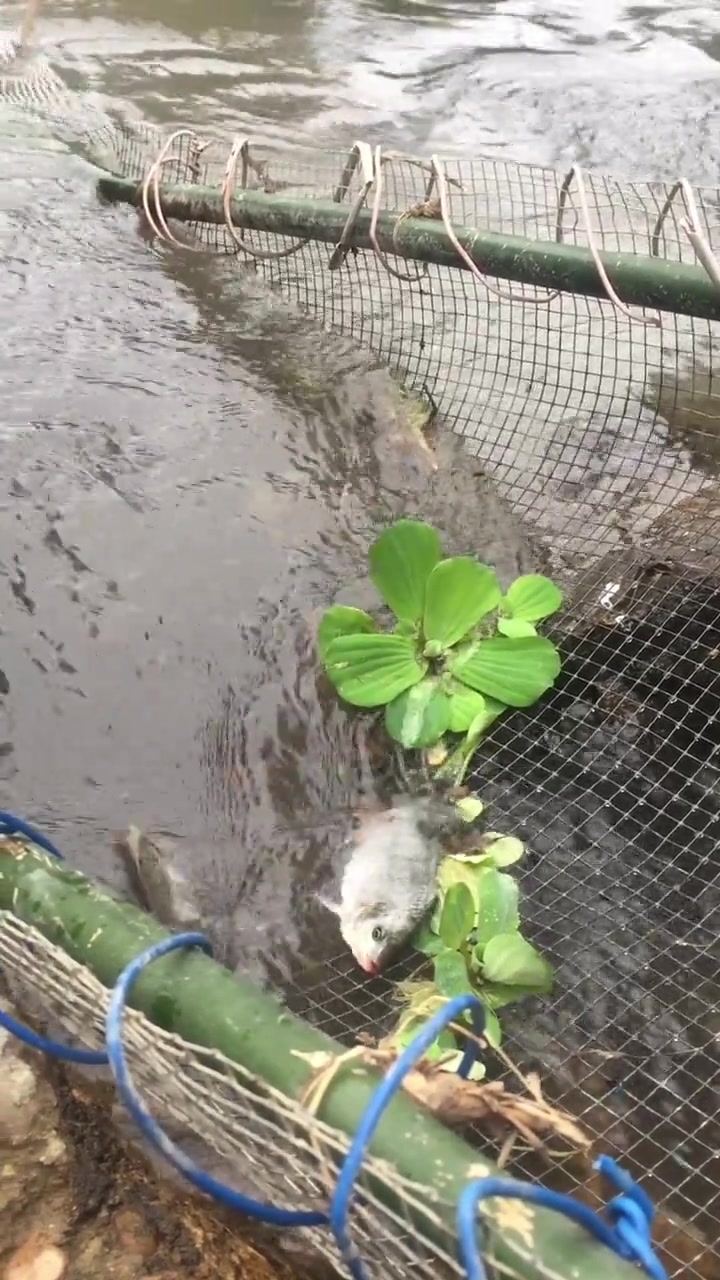 用路边铁丝网做的排网,捉住好多鱼,还有一条大鱼