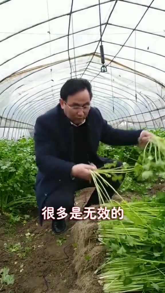 芹菜育苗的选择!