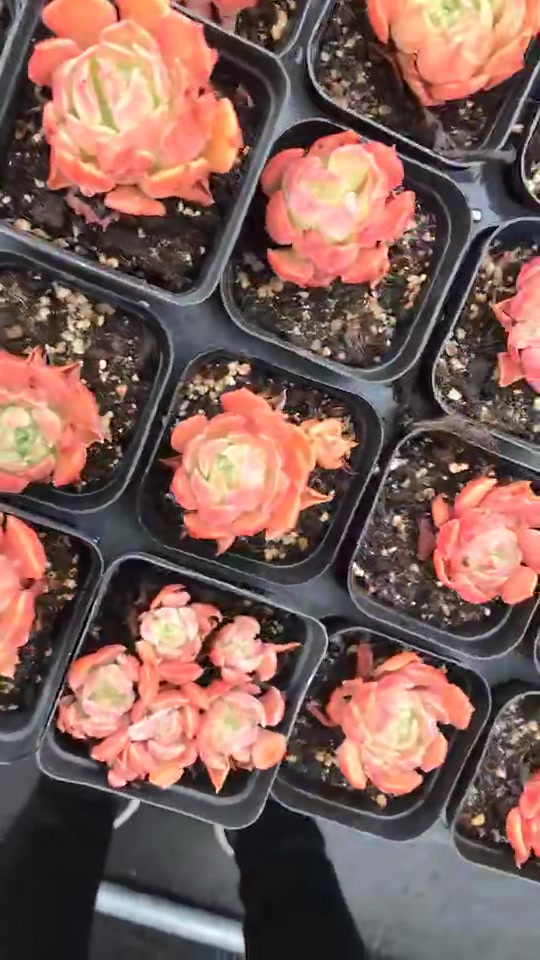 比玫瑰更迷人,非常漂亮的多肉植物——棕玫瑰