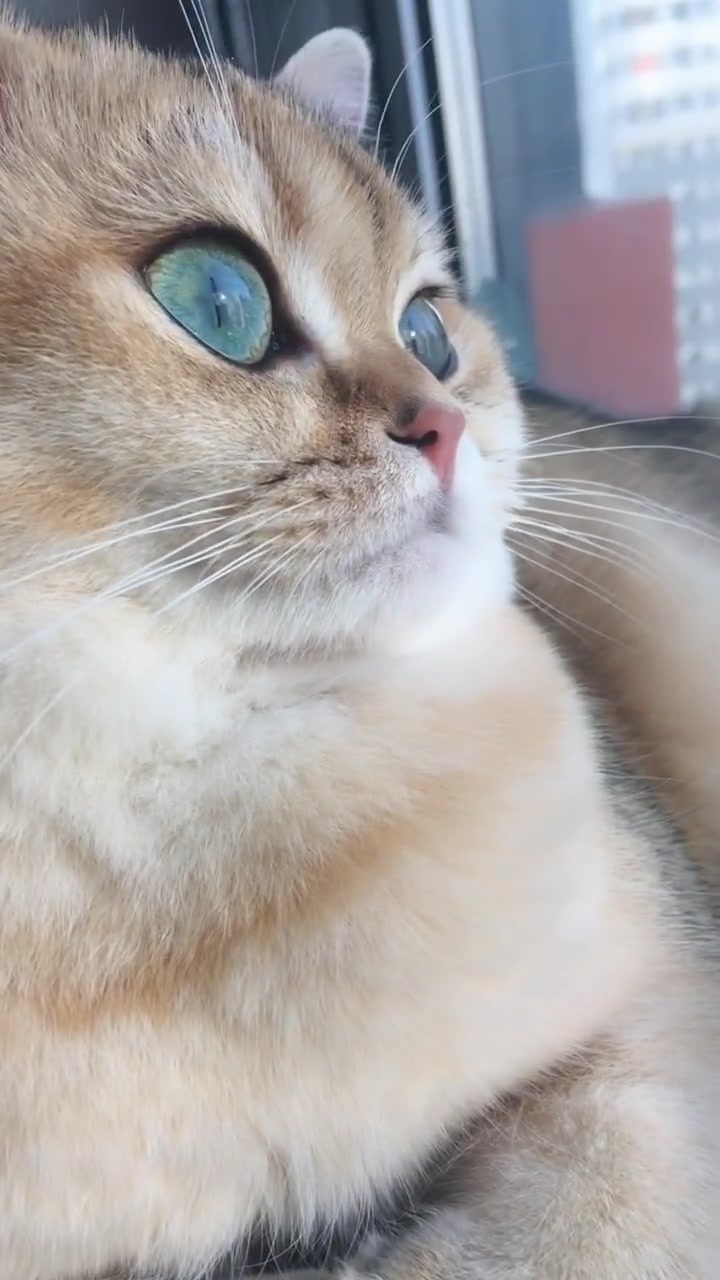 这个视频火了,猫咪这眼睛真是太漂亮了,简直每一帧都能做壁纸
