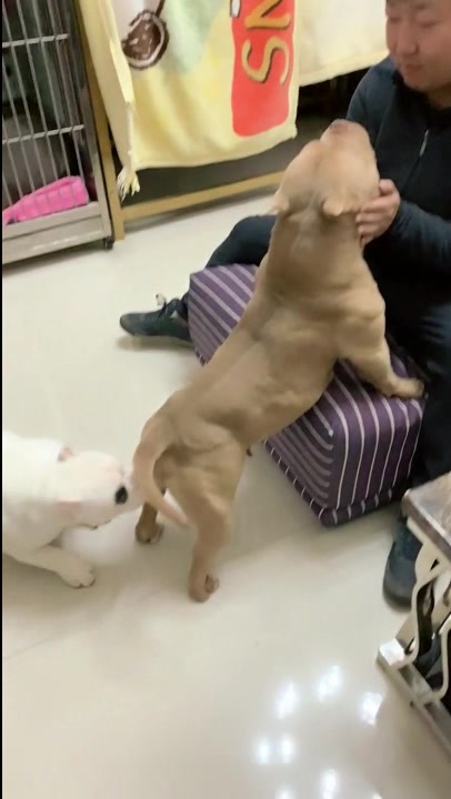 恶霸犬一站起来,整个肌肉线条都出来了,这才是男人该养的狗