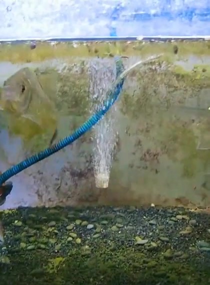 旧金山黄钻,属于食人鱼里的一种,攻击性很强,一定要单养