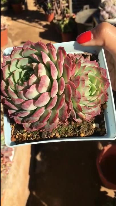 别人送的多肉朱砂痣,养了一年变成了这样,样子是真心好看