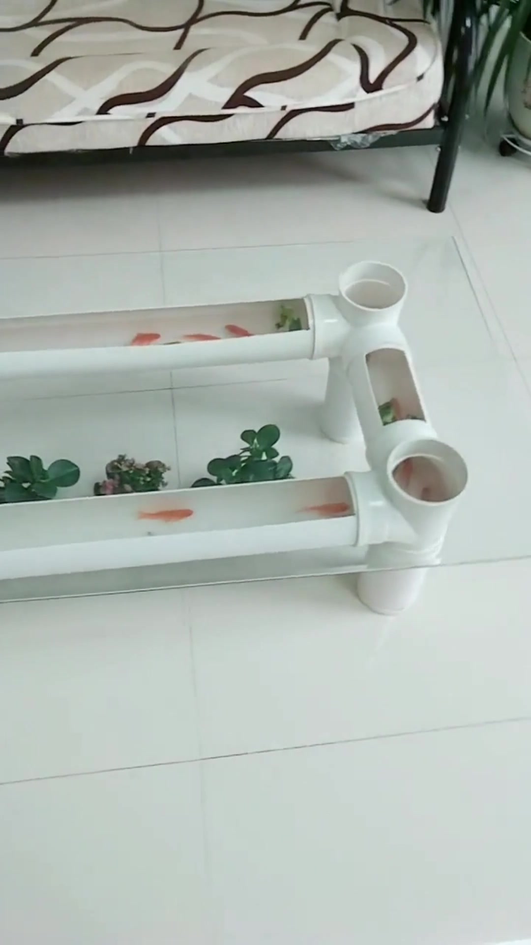 用PVC管做茶几还能养鱼,这办法谁想的,太有才了!