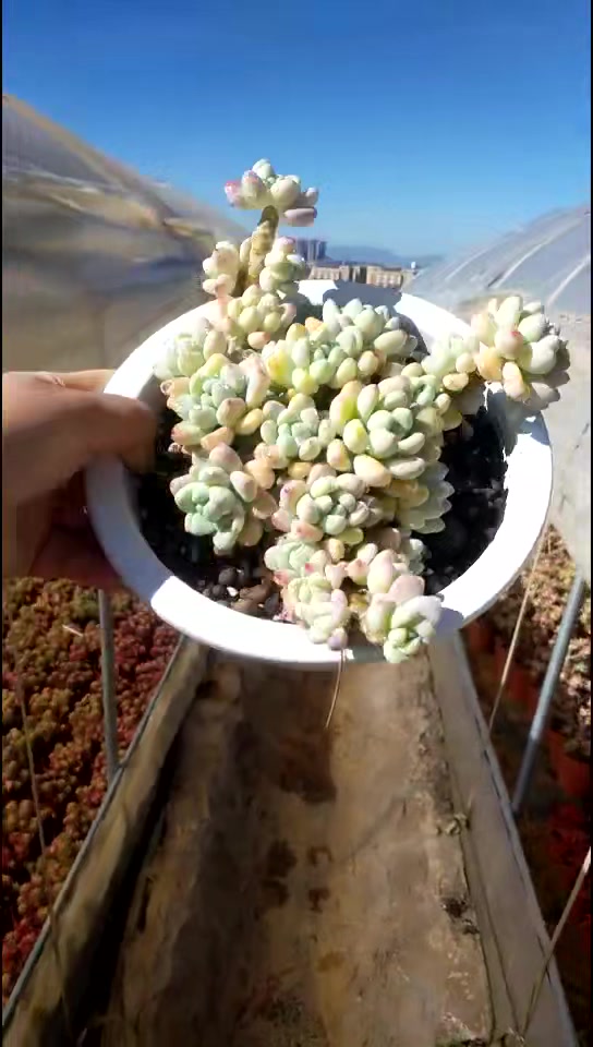 多肉劳尔——伟大的岩石花园构建者