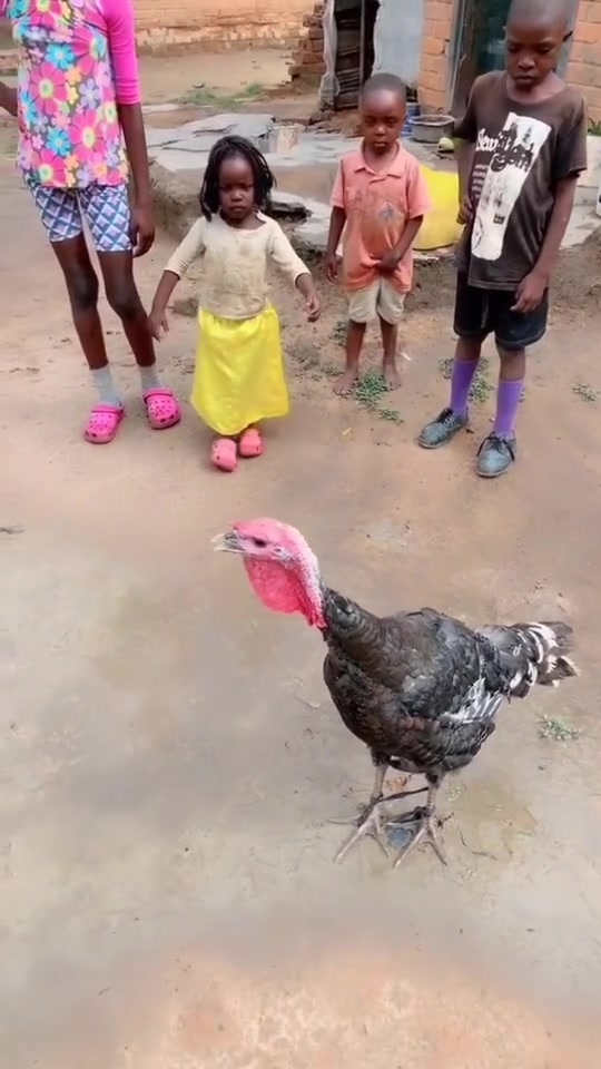 原来这就是非洲的火鸡,和中国的鸡就是不一样,这只火鸡会飞吗