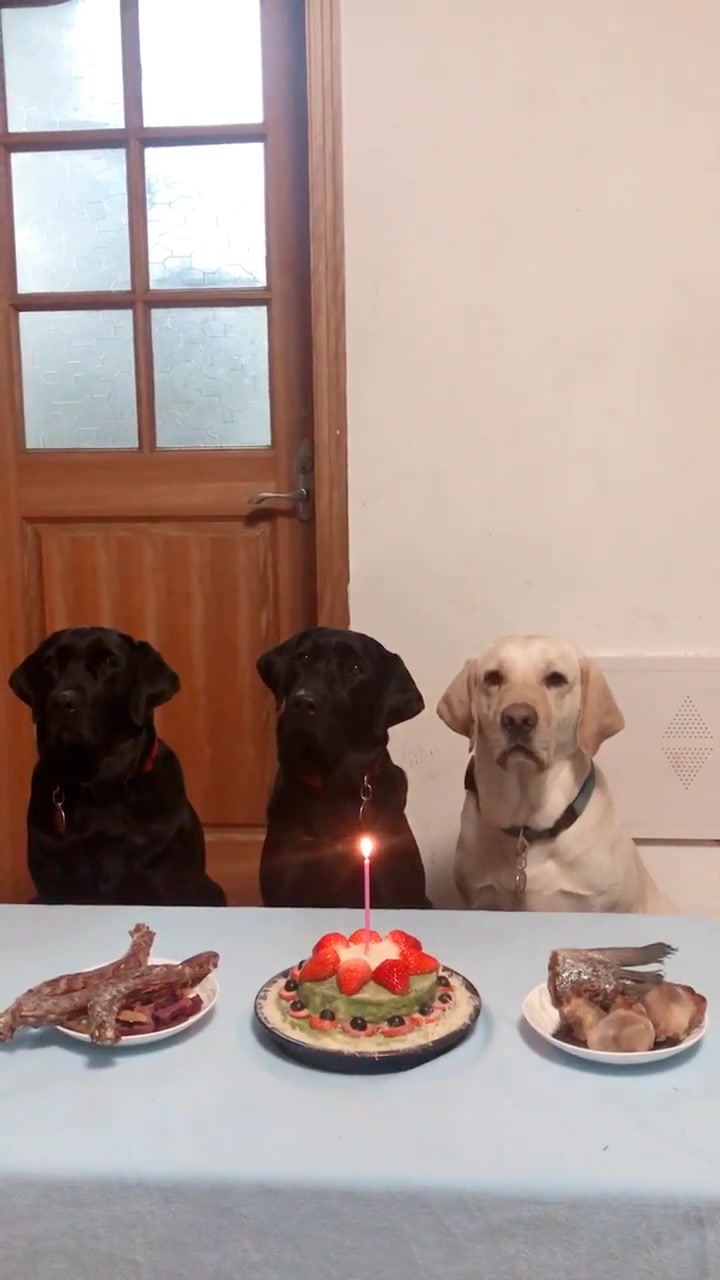 可爱聪明的拉布拉多过生日了,三个兄弟等着吃生日蛋糕,好乖巧呀
