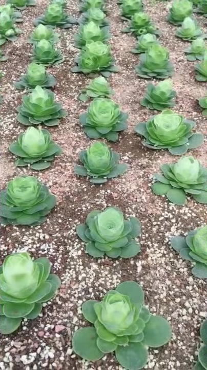 奶奶把家里的地改造成温室花园,种满了多肉植物,太漂亮了!