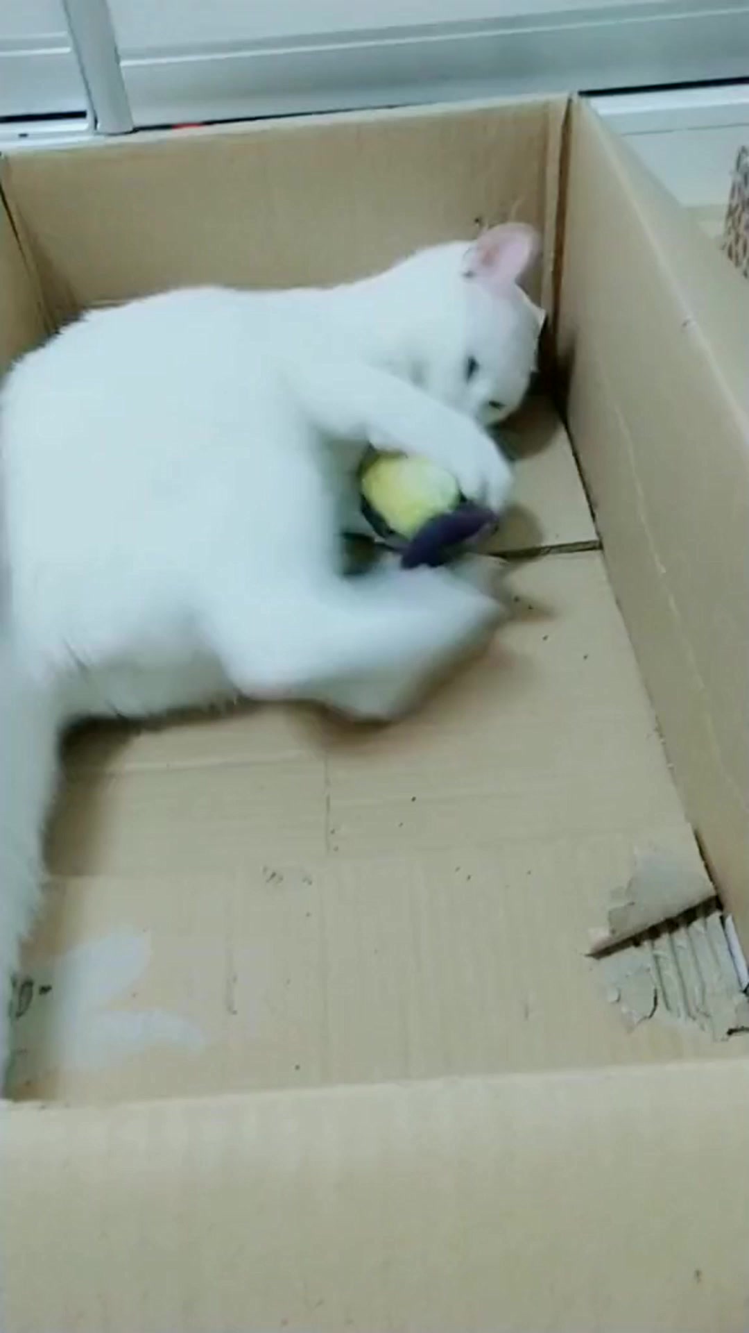 小蠢猫抱着玩具鱼不撒爪子了,简直太可爱了,你们觉得呢