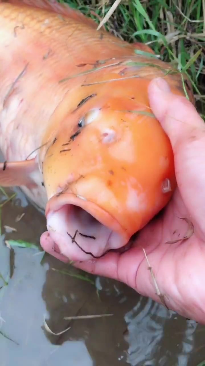 男子钓出一条红鲤鱼,下一秒却发现是个孕妇鱼,都希望他能放生!