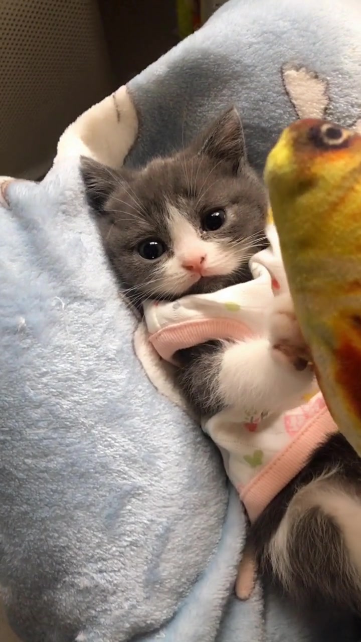 小猫咪:不次鱼,不次鱼,我们是好朋友呀!