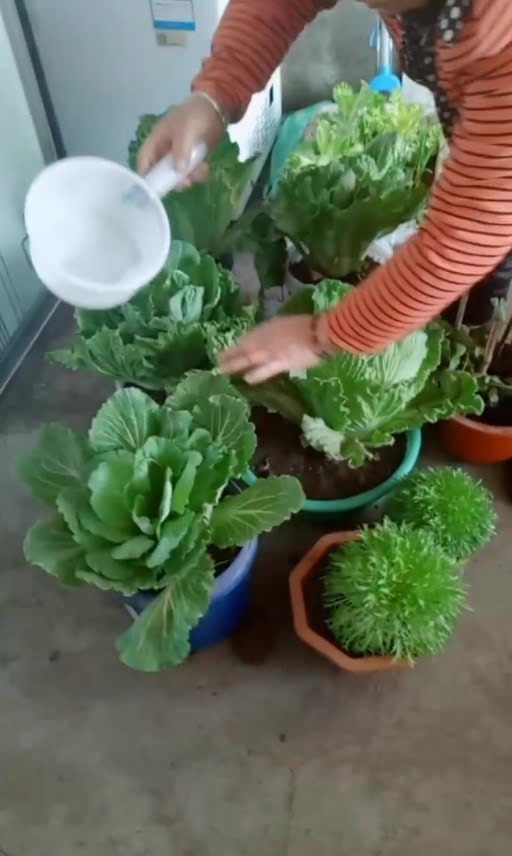 老太太自己在家种的包菜,长得真好