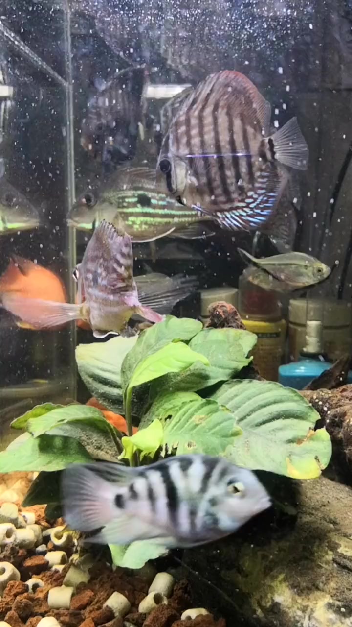 拍个自家鱼缸,拿去做手机动态桌面